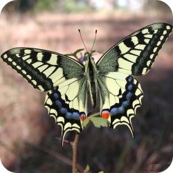 papiliomachaonpersito