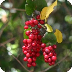 strappabraghepersito